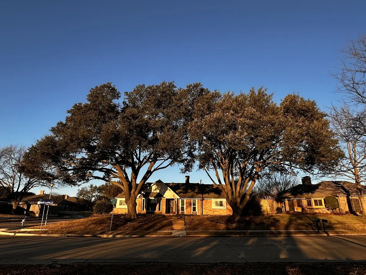 Established residential canopy tree shading a home in Estill Springs